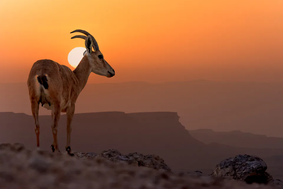 Animals — photograph by Asaf Amran
