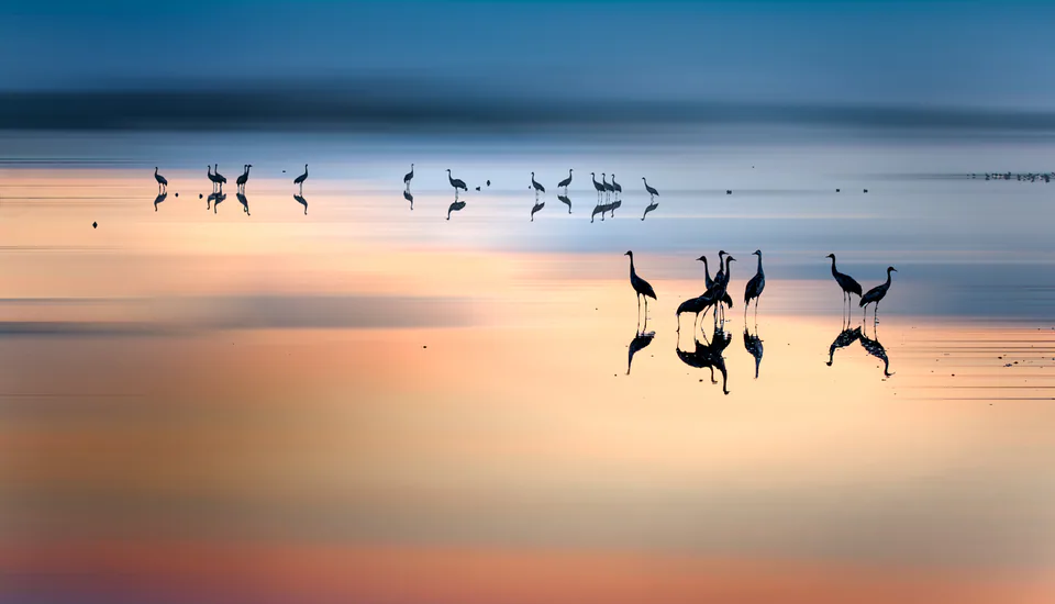 Animals — photograph by Asaf Amran