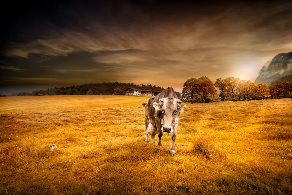 Animals — photograph by Asaf Amran