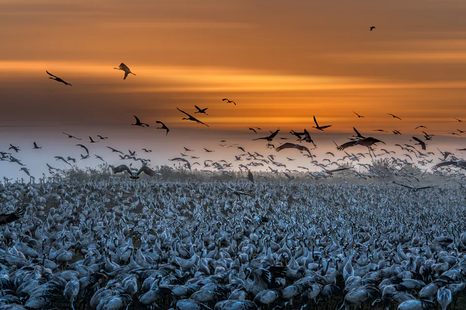 Animals — photograph by Asaf Amran