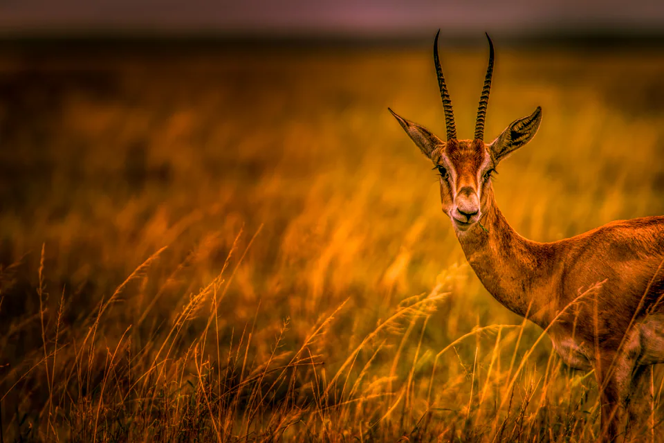 Animals — photograph by Asaf Amran