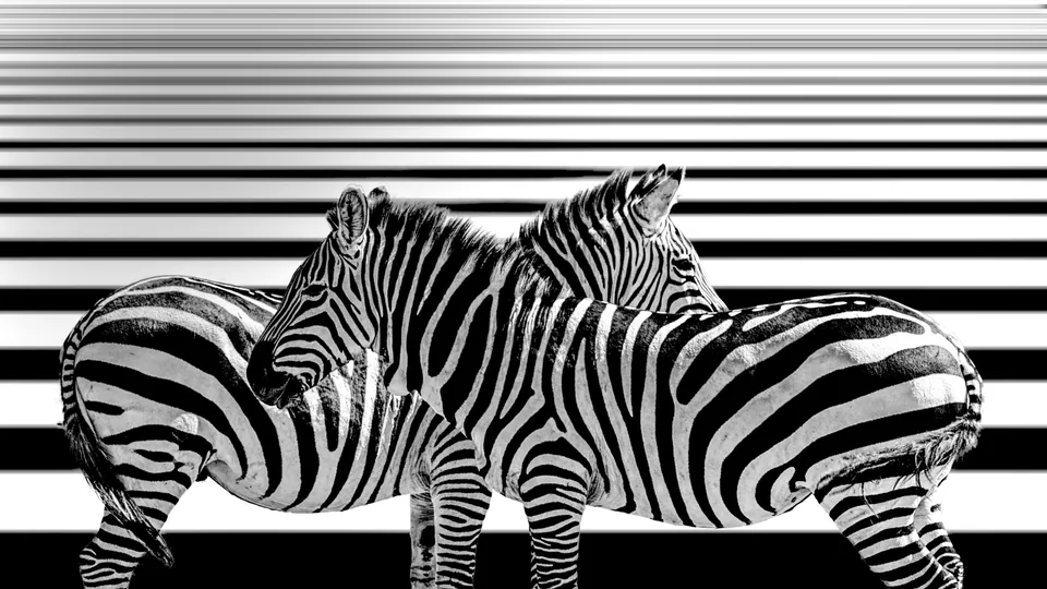 Animals — photograph by Asaf Amran