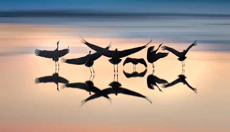 Animals — photograph by Asaf Amran