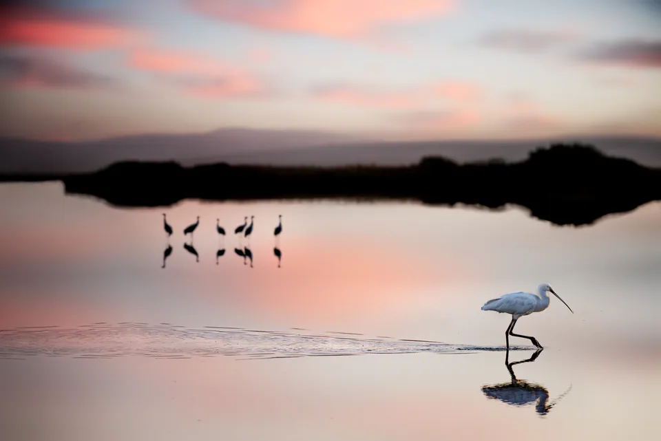Animals — photograph by Asaf Amran
