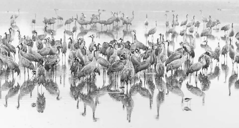 Animals — photograph by Asaf Amran