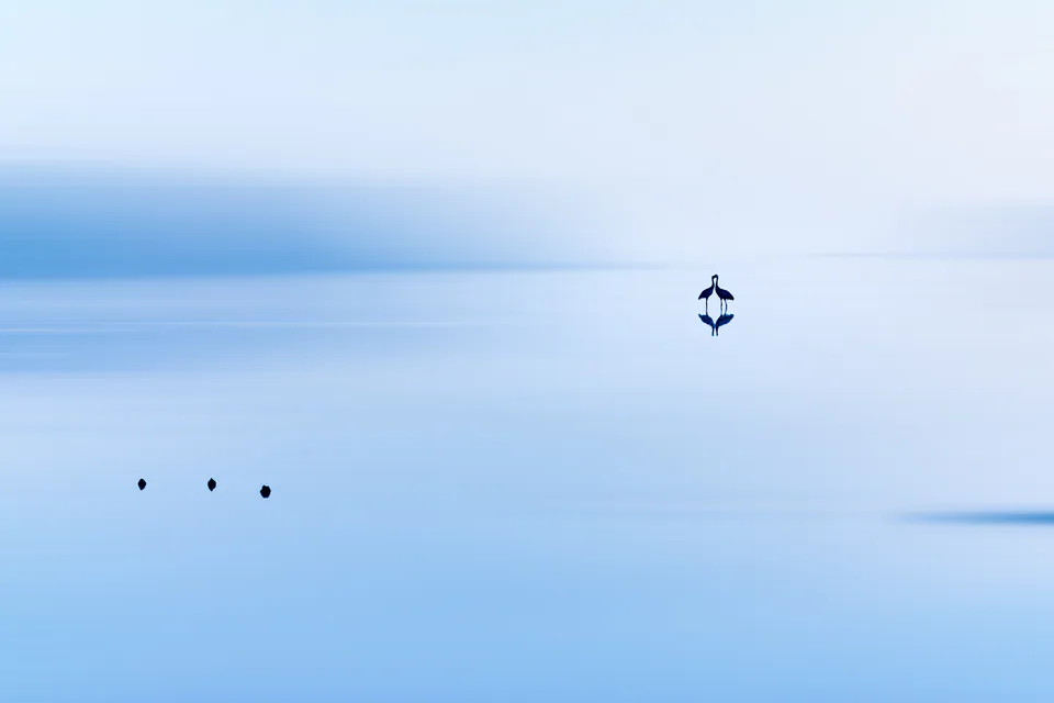 Animals — photograph by Asaf Amran