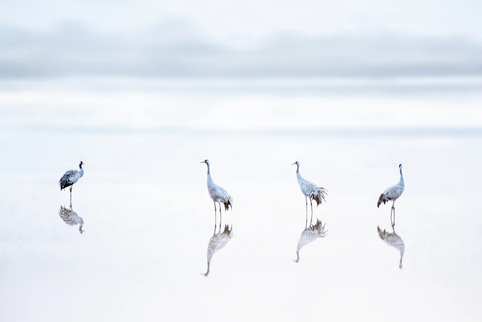 Animals — photograph by Asaf Amran