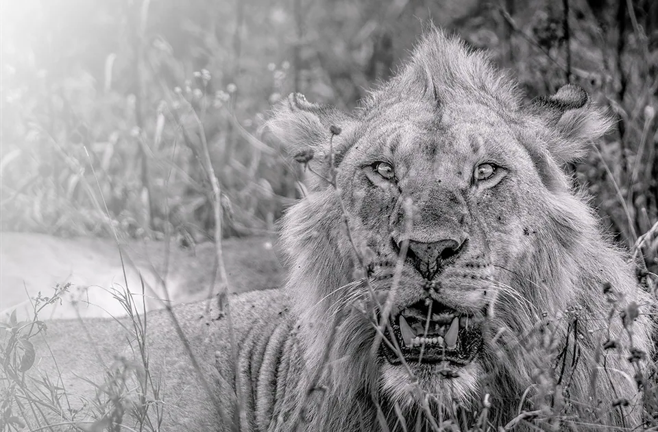 Animals — photograph by Asaf Amran