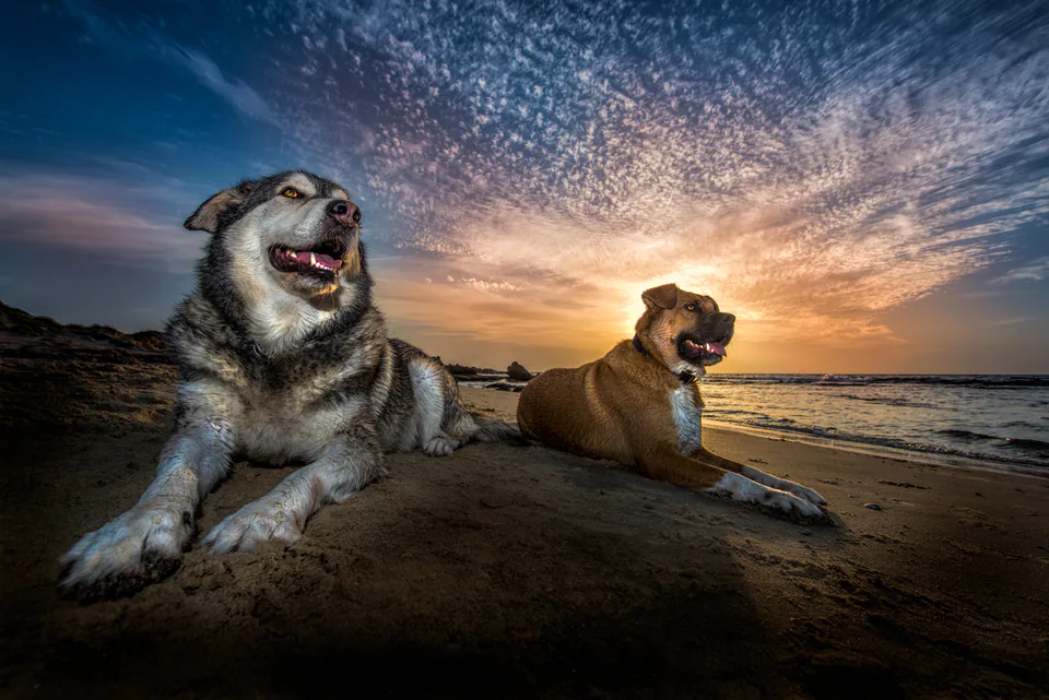 Animals — photograph by Asaf Amran