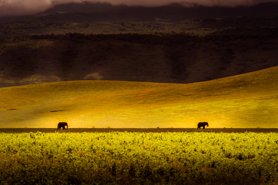 Animals — photograph by Asaf Amran