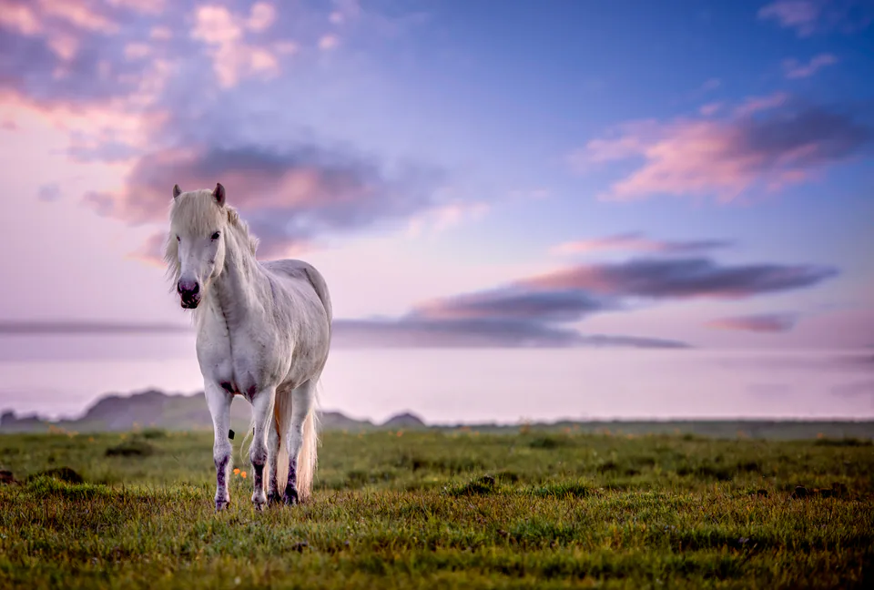 Animals — photograph by Asaf Amran