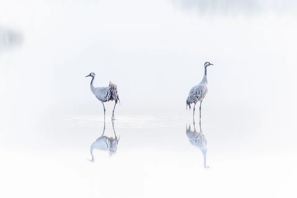 Animals — photograph by Asaf Amran