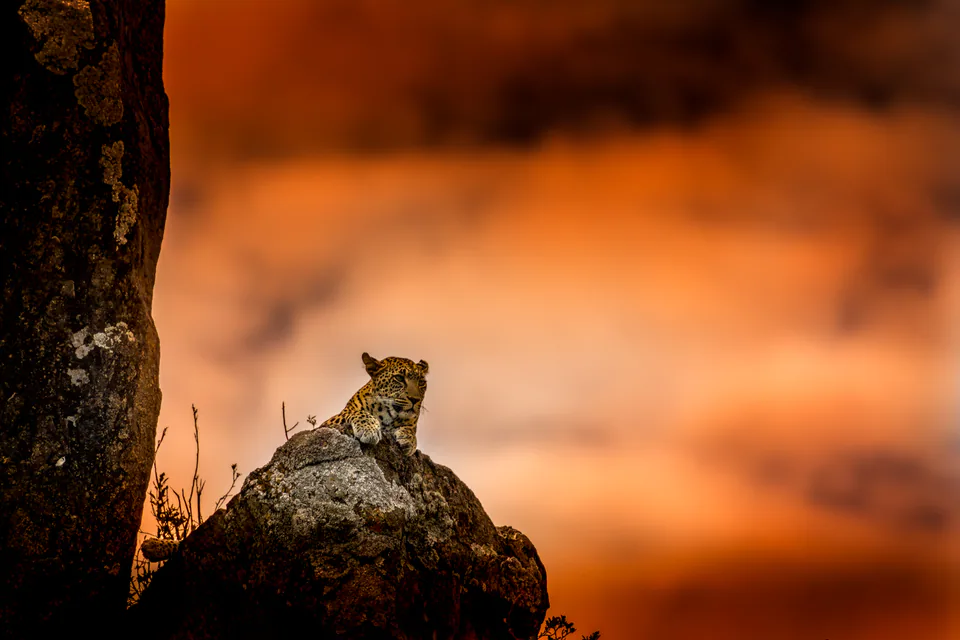 Animals — photograph by Asaf Amran