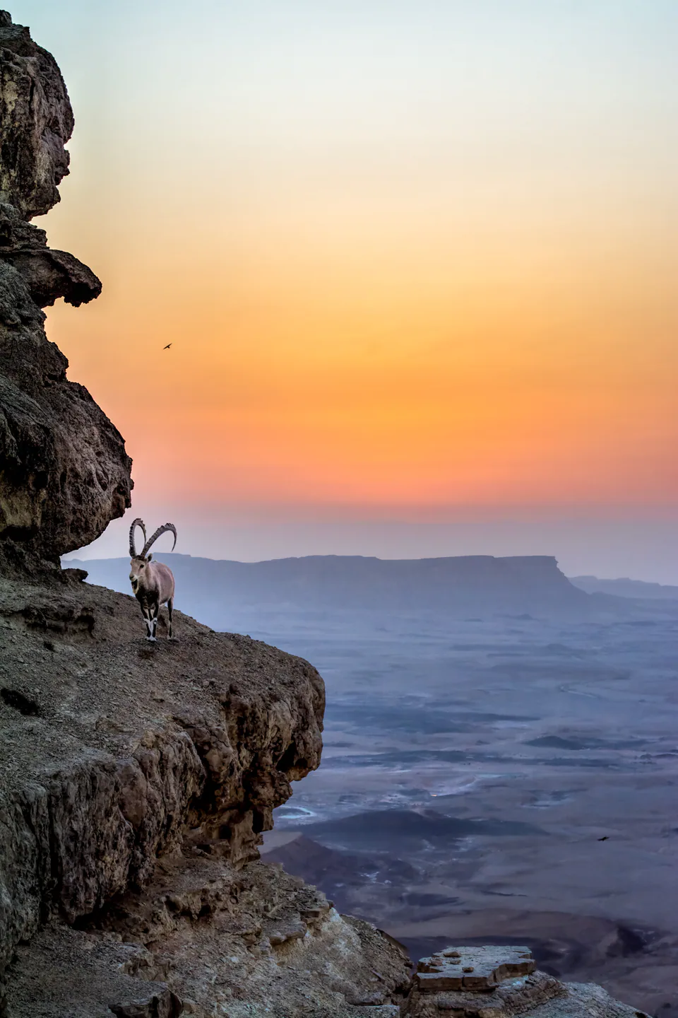 Animals — photograph by Asaf Amran