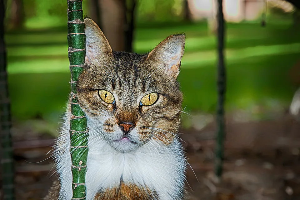 Animals — photograph by Asaf Amran