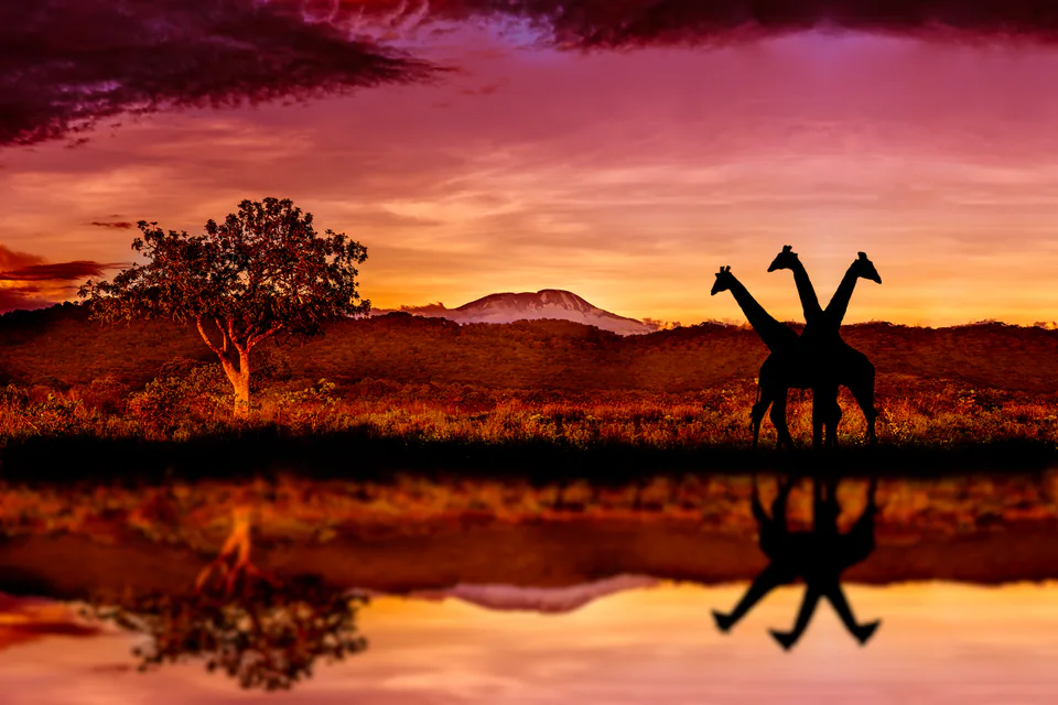 Animals — photograph by Asaf Amran