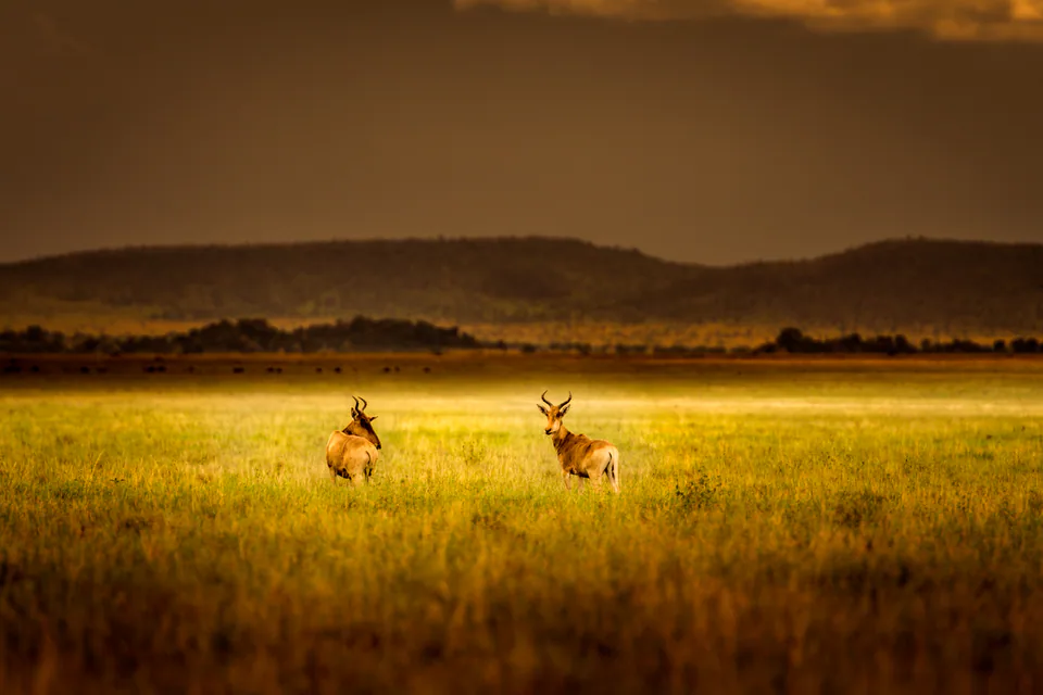 Animals — photograph by Asaf Amran