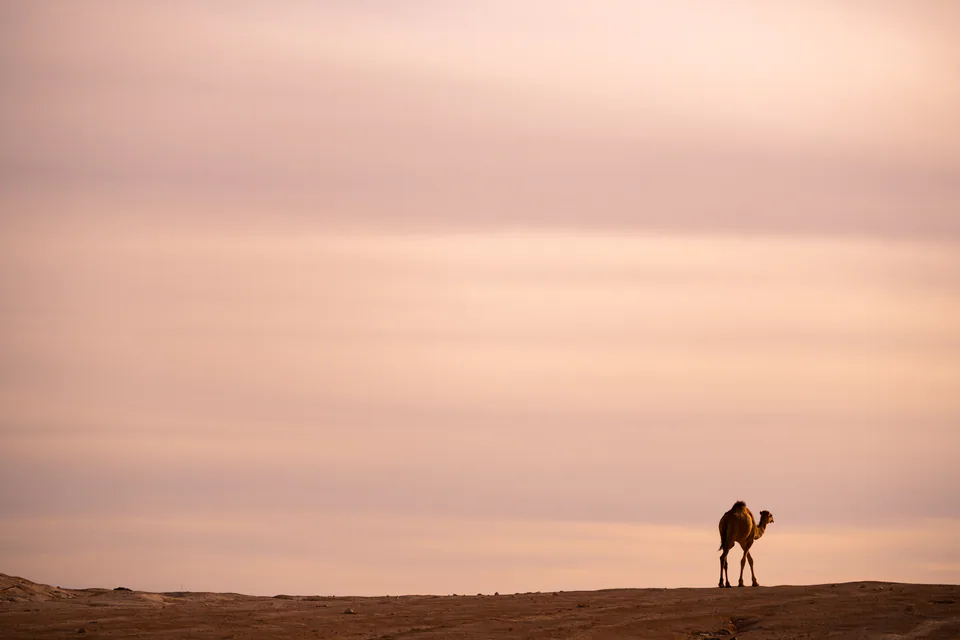 Animals — photograph by Asaf Amran
