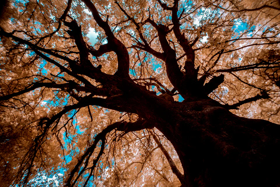 Infrared — photograph by Asaf Amran