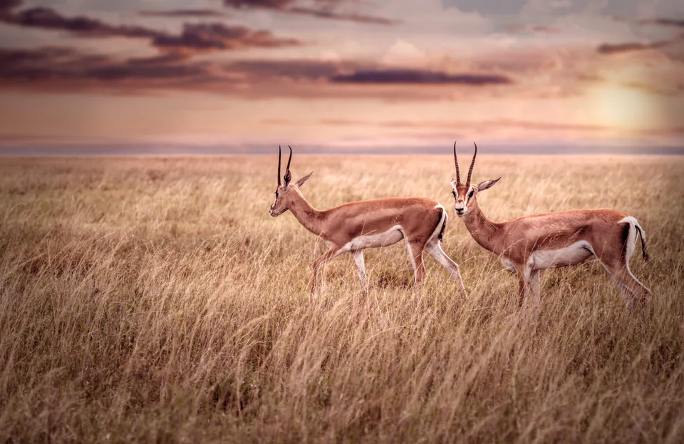 Animals — photograph by Asaf Amran