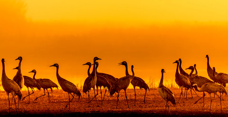 Animals — photograph by Asaf Amran